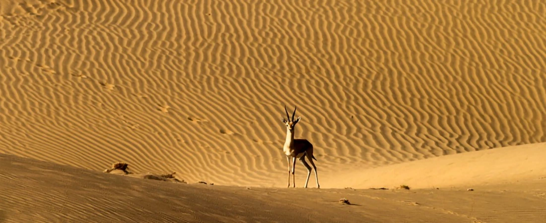 Discover Jaisalmer’s Golden Desert